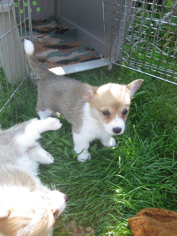 Puppies